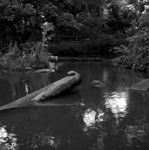 おとめ山公園の亀