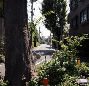 近衛の欅越しに日立目白クラブ