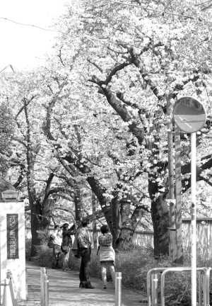 神田川の桜モノクロ板