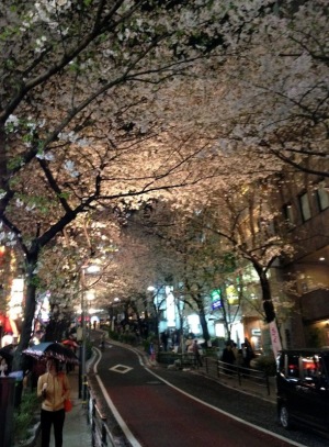 渋谷区桜丘の桜