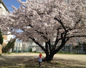 名古屋市千種区の桜