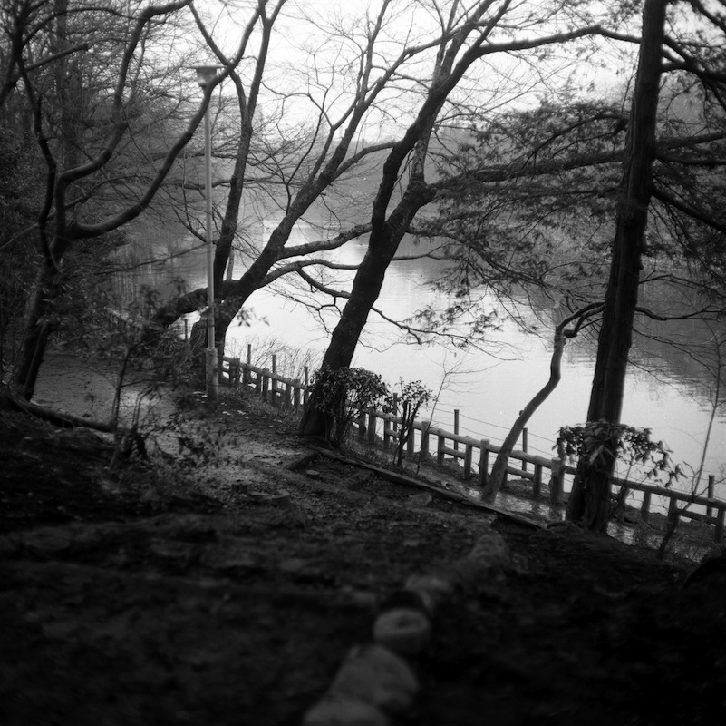 昭和のモノクロ井の頭公園6: 目白の風景、40年前と見比べると