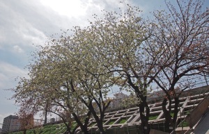 関山桜と鬱金桜