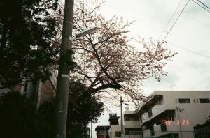 吉祥寺の自宅マンションと桜