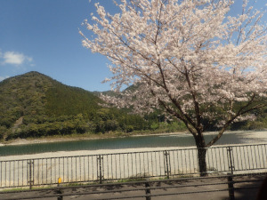 熊野川と桜