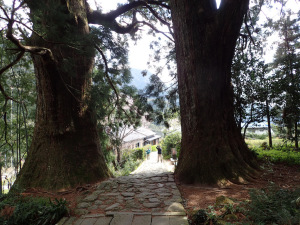 07夫婦杉